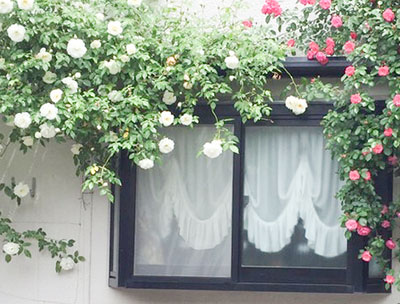 いたがねファミリークリニック季節の花